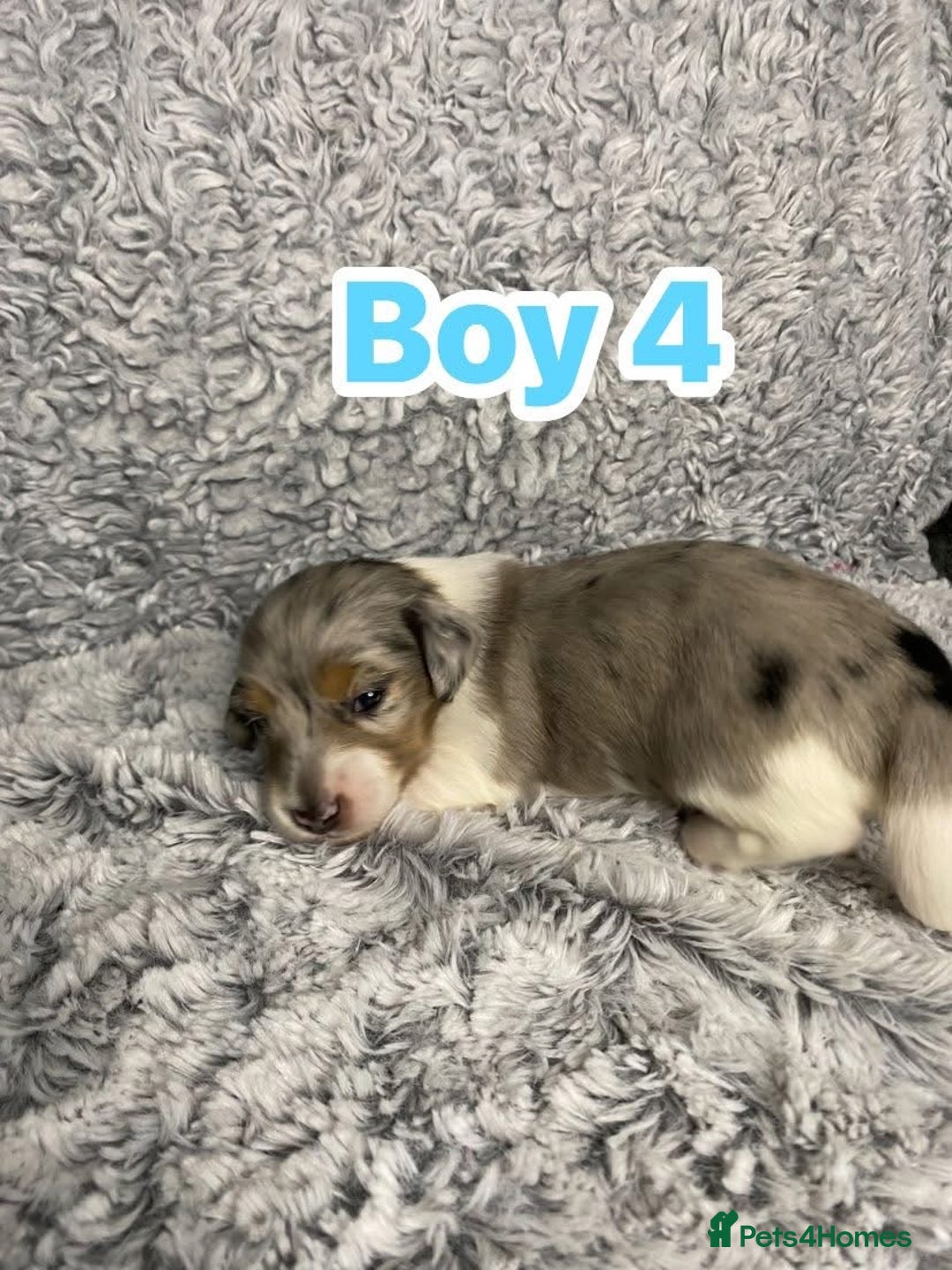 Dachshund dogs for sale: Long haired dachshunds - Image 9