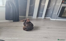 Dachshund dogs for sale: TWO DAUSHUNDS - Image 35