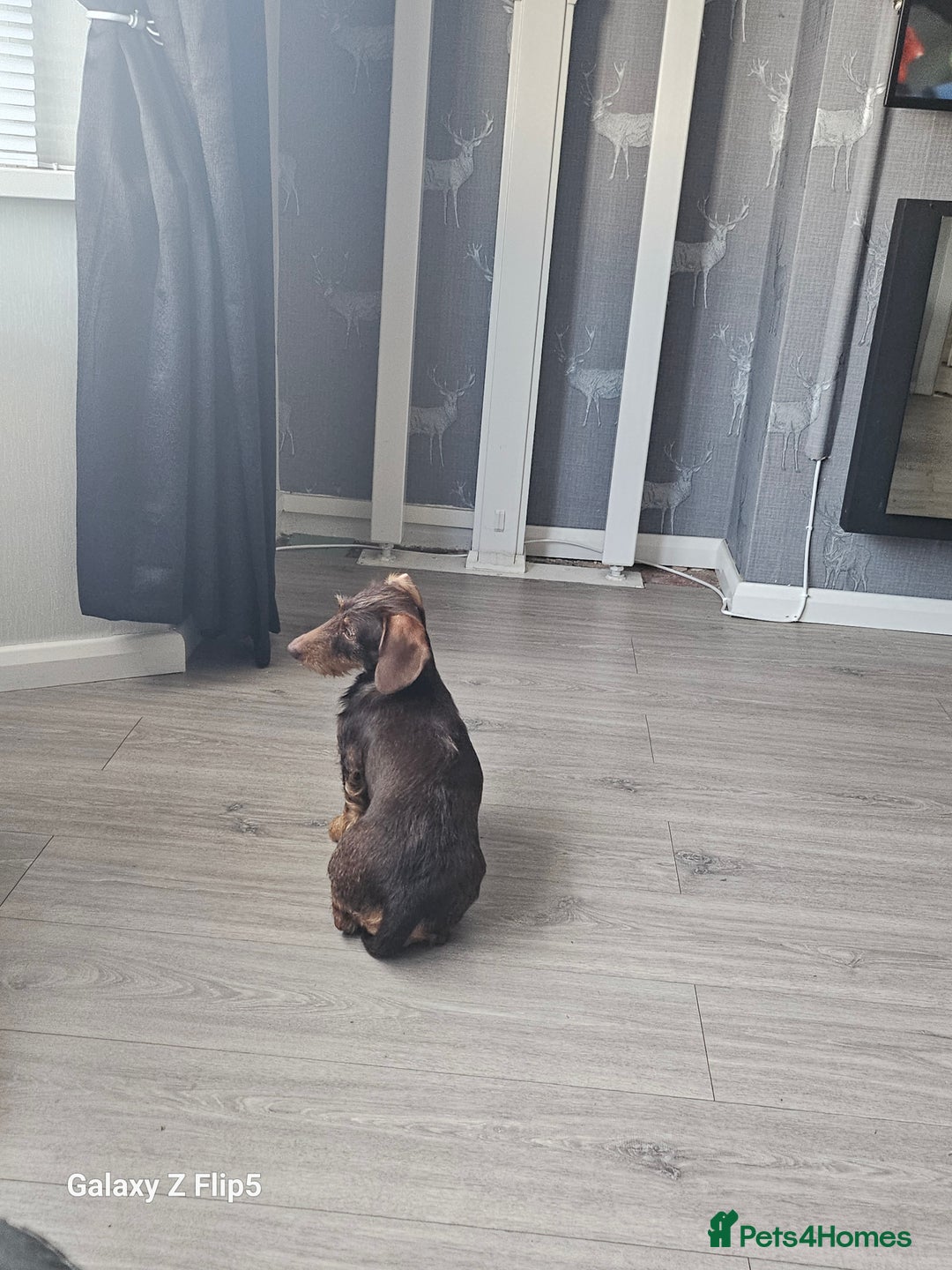 Dachshund dogs for sale: TWO DAUSHUNDS - Image 35