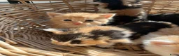 Mixed Breed cats for sale: Stunning tortoiseshell/ ginger long/mid hair kits - Advert 13