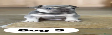 Boy 3