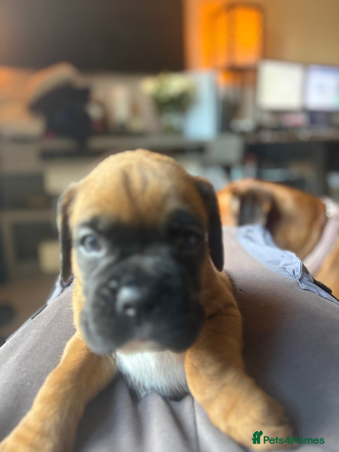 Boxer dogs for sale: 4 Stunning Boxer puppies - Advert 10