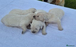 Golden Retriever dogs for sale: Beautiful golden retriever puppies. - Image 4