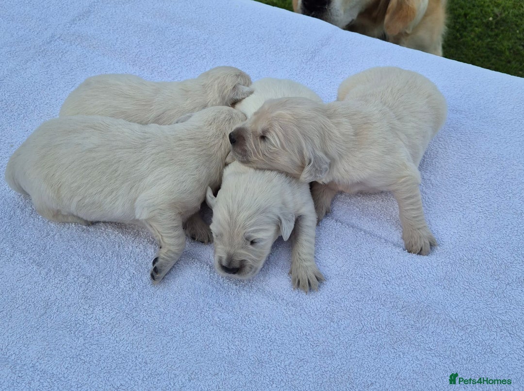Golden Retriever dogs for sale: Beautiful golden retriever puppies. - Image 4