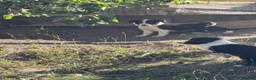 Border Collie dogs for sale: Sheepdog puppies - Advert 11