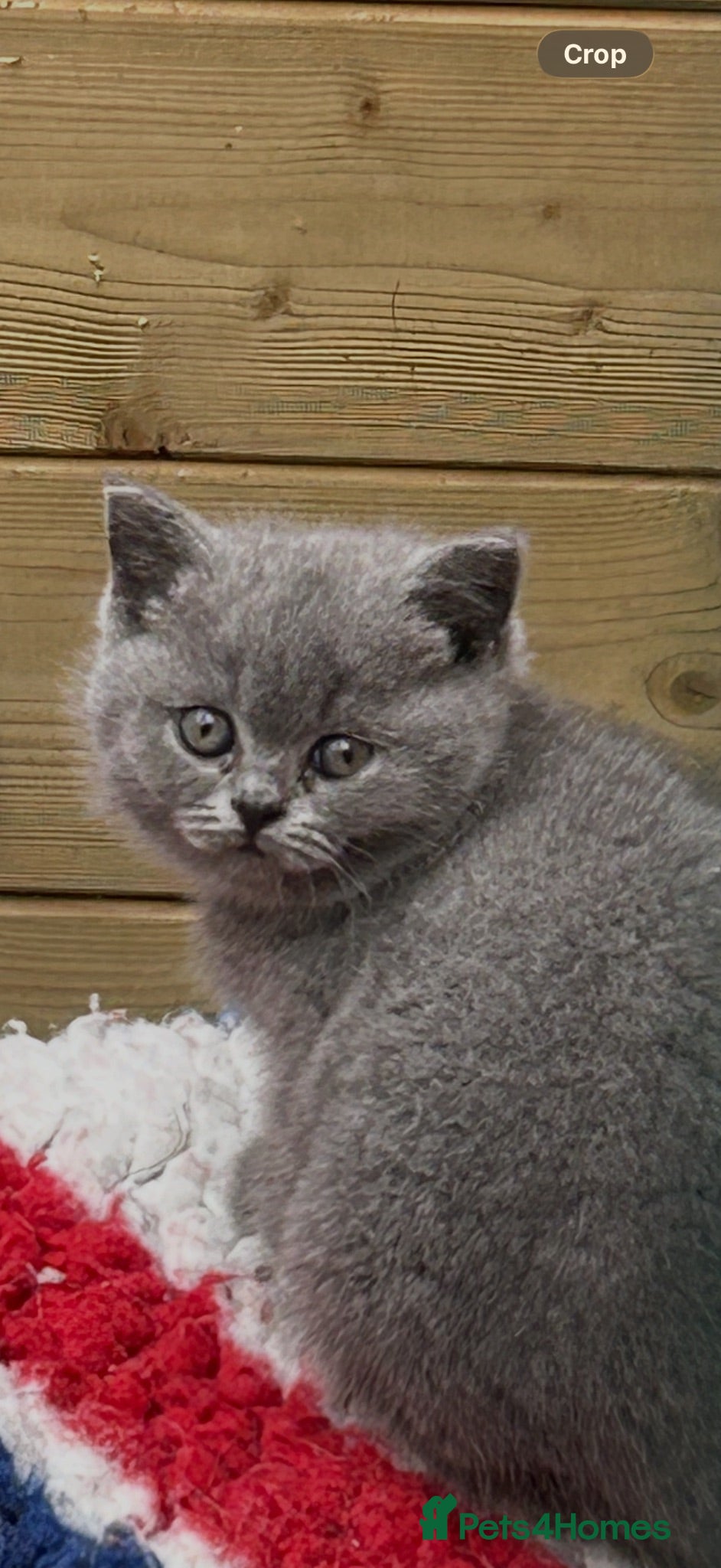 British Shorthair cats Blue & lilac kittens available  - Advert 1