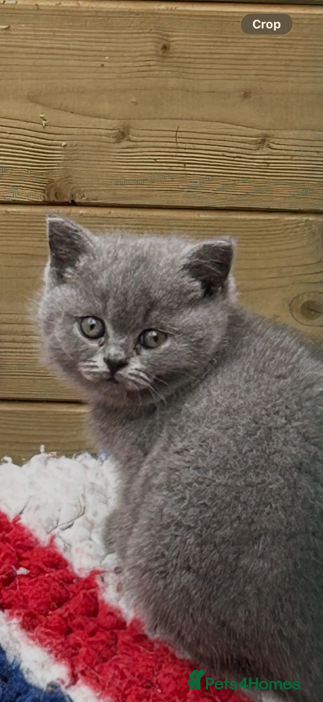 British Shorthair cats for sale: Blue & lilac kittens available  in Haywards Heath - Advert 1
