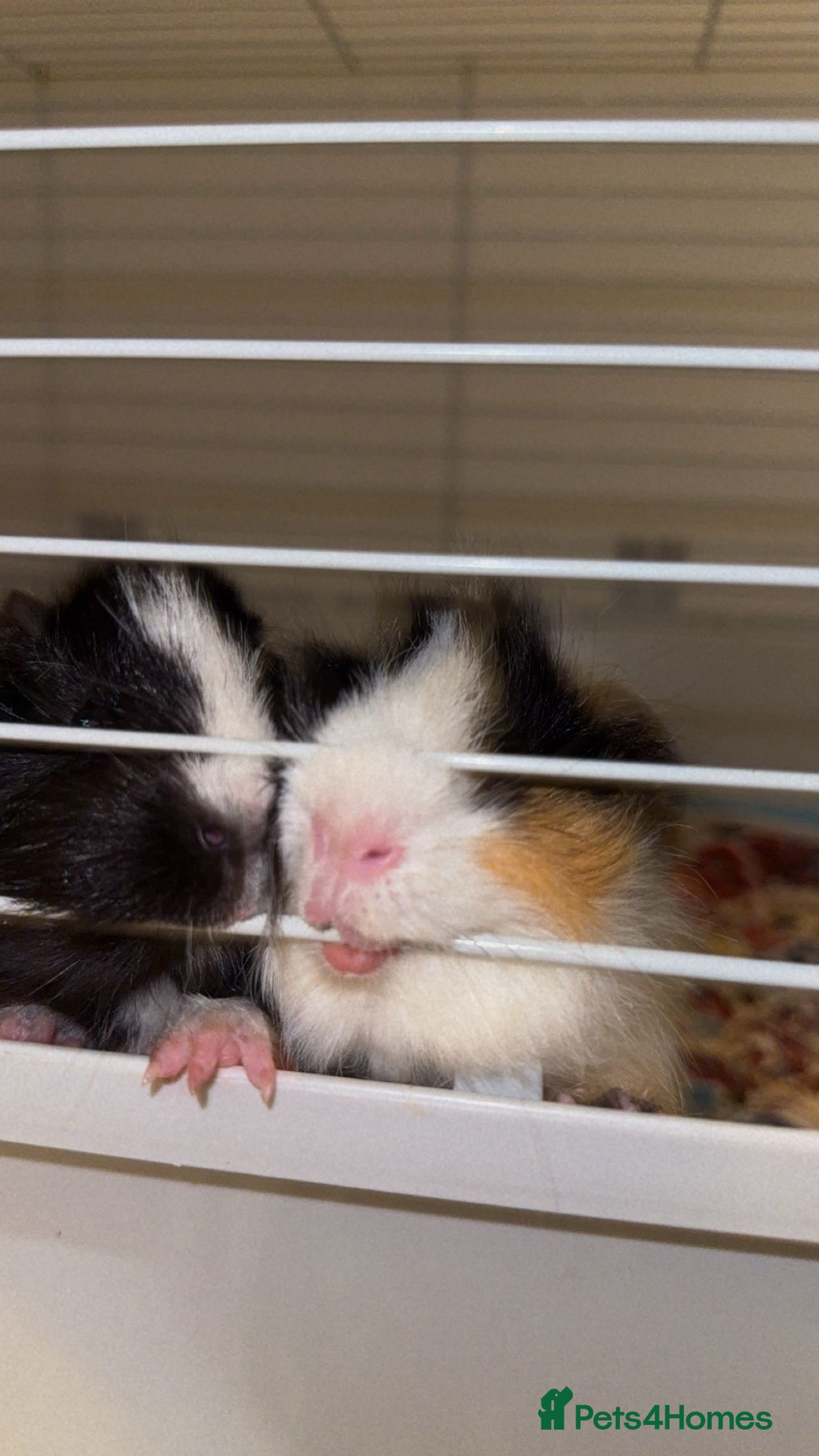 Guinea Pig rodents 2 male guinea pigs  - Advert 5