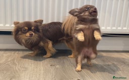 Chihuahua dogs for sale: KC Reg Chocolate and Tan Long-Coat Chihuahua Puppy - Image 7