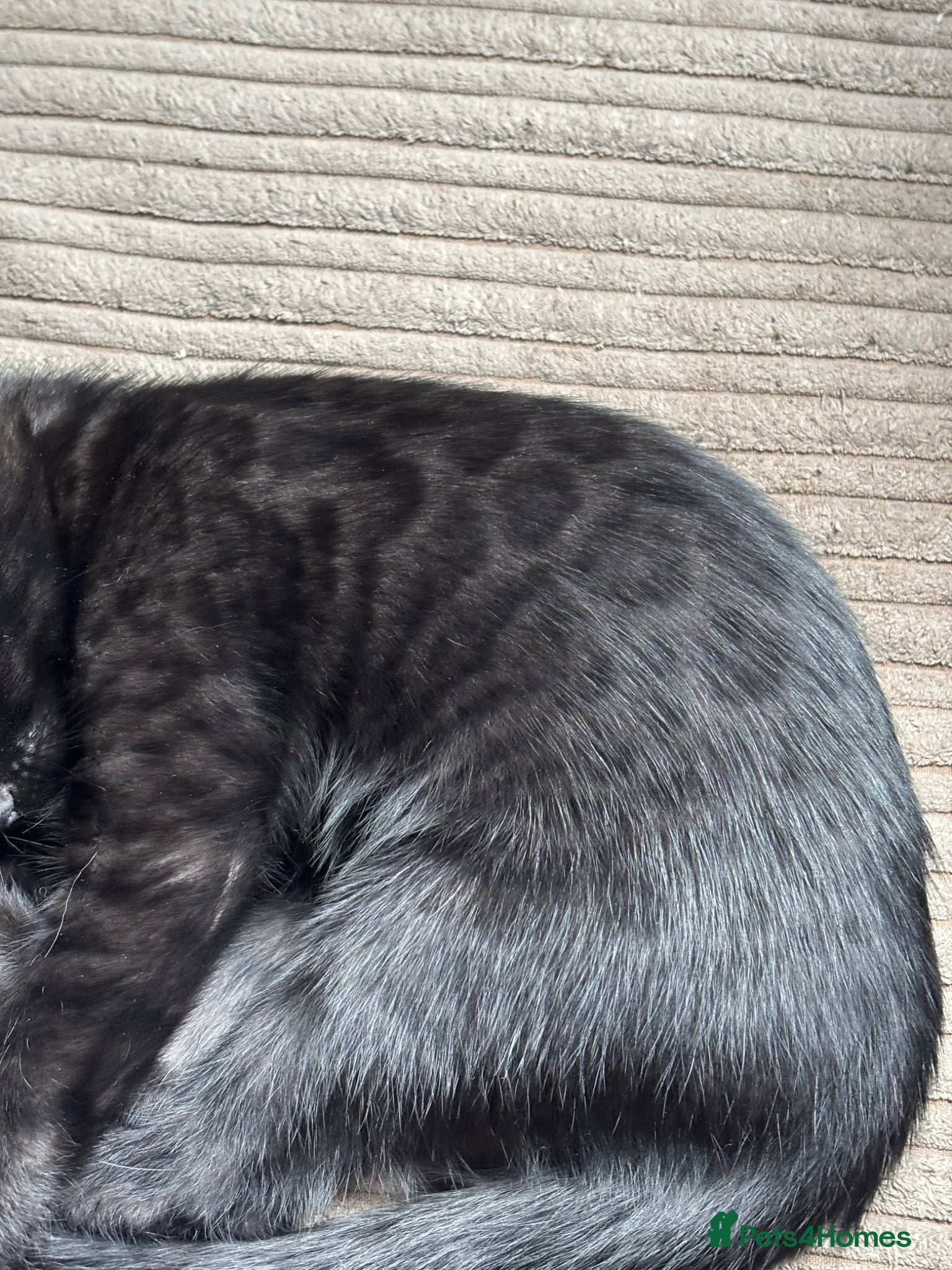 Bengal cats STUNNING BLACK MELANISTIC FEMALE BENGAL KITTEN  - Advert 5