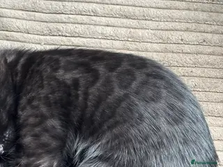 Bengal cats STUNNING BLACK MELANISTIC FEMALE BENGAL KITTEN - Advert 4