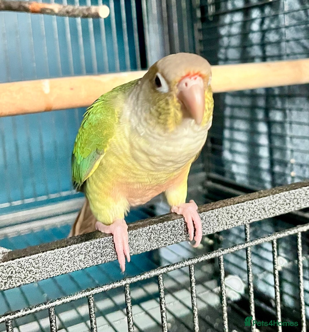 Conures birds for sale: Green x peach connure female 8 months old  - Image 4