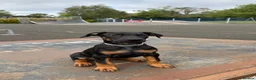 Dobermann dogs for sale: 1 FEMALE READY TO LEAVE NOW!! | Doberman pups!  - Advert 2