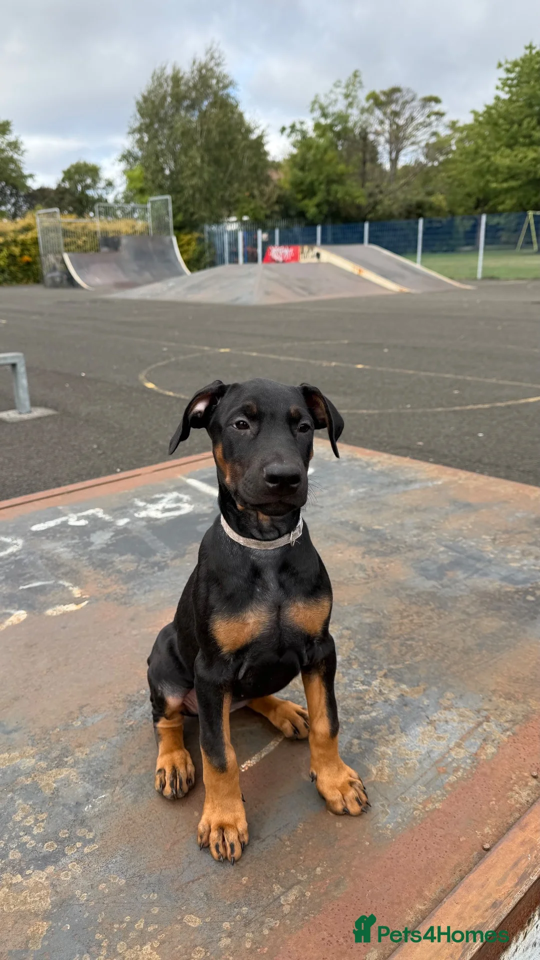 Dobermann dogs for sale: 1 FEMALE READY TO LEAVE NOW!! | Doberman pups!  - Advert 2