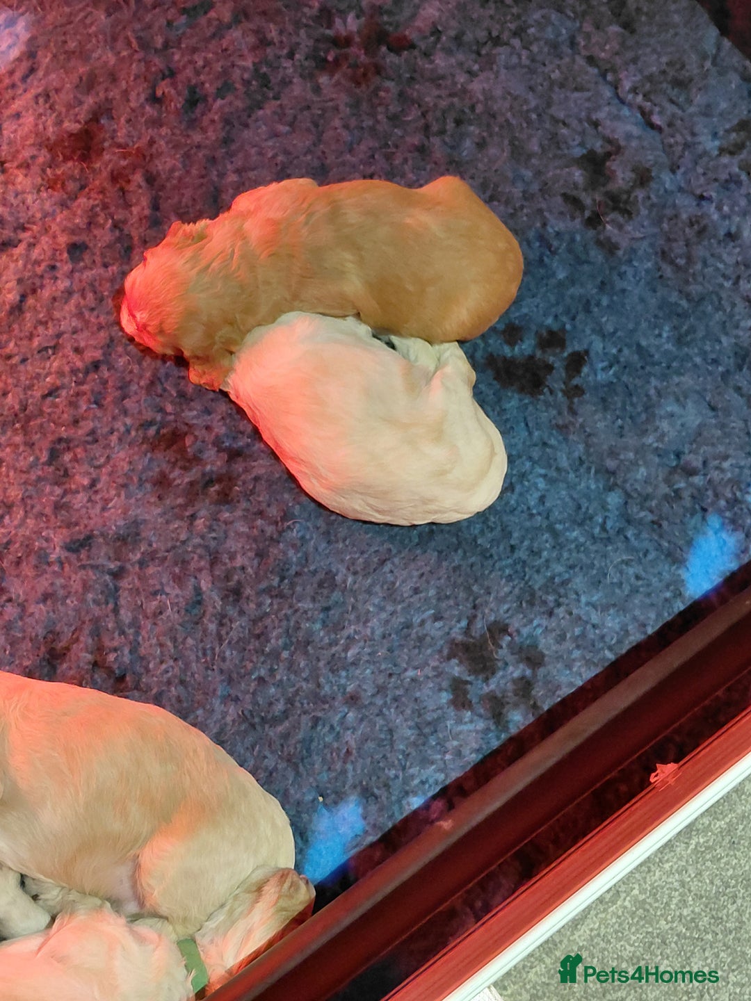 Mixed Breed dogs for sale: Sprockerpoos - Advert 12