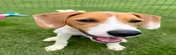 Mixed Breed dogs for adoption: Cute Hector - Advert 13