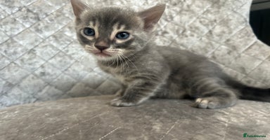 Bengal cats - Advert 13