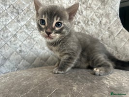 Bengal cats - Advert 13