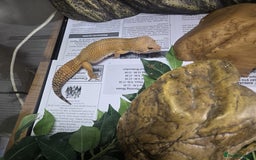 Gecko reptiles for sale: Gecko - Image 1