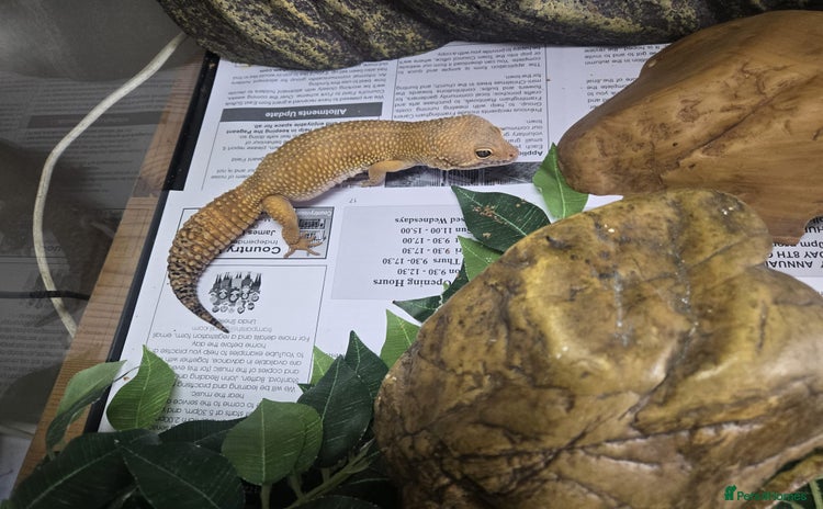 Gecko reptiles - Advert 1