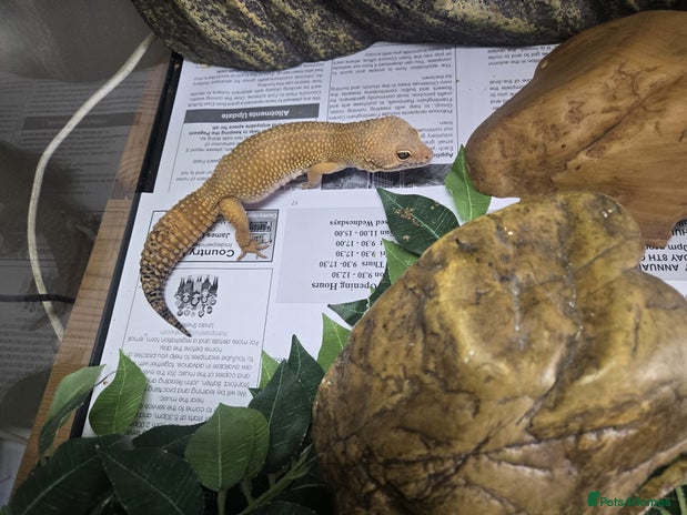 Gecko reptiles - Advert 6