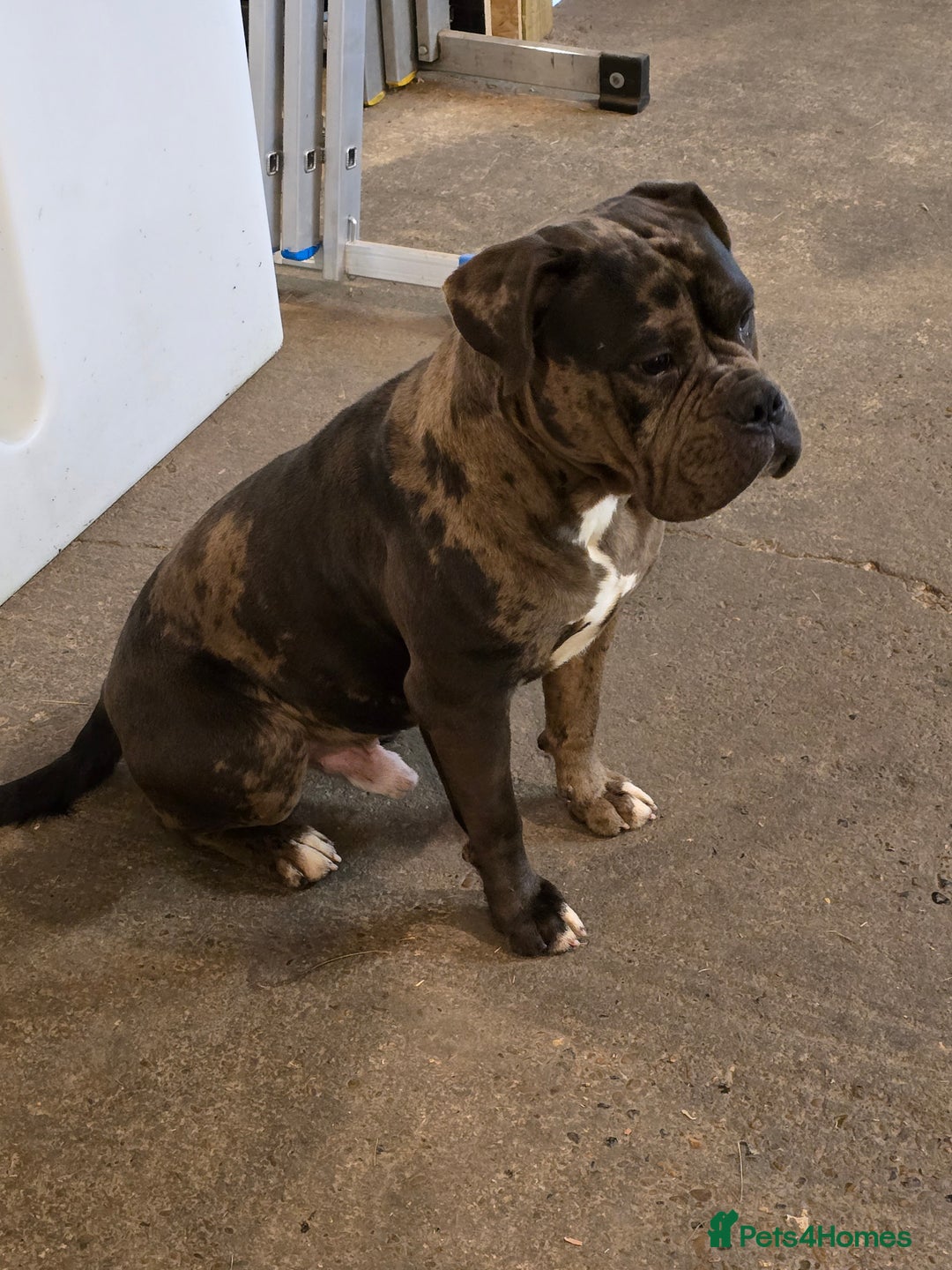 Mixed Breed dogs for sale: Yogi for sale  - Advert 4