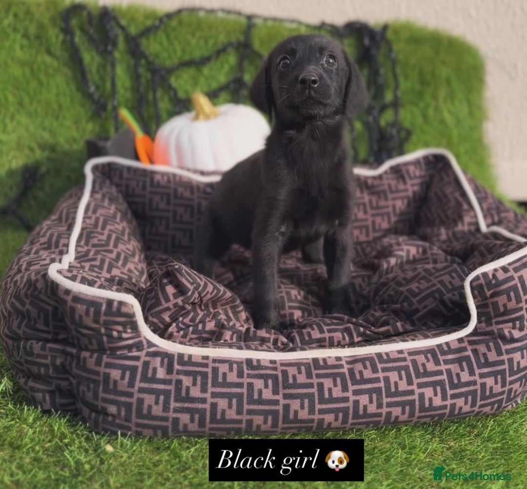 Labrador Retriever dogs for sale: Labrador pups  - Image 5
