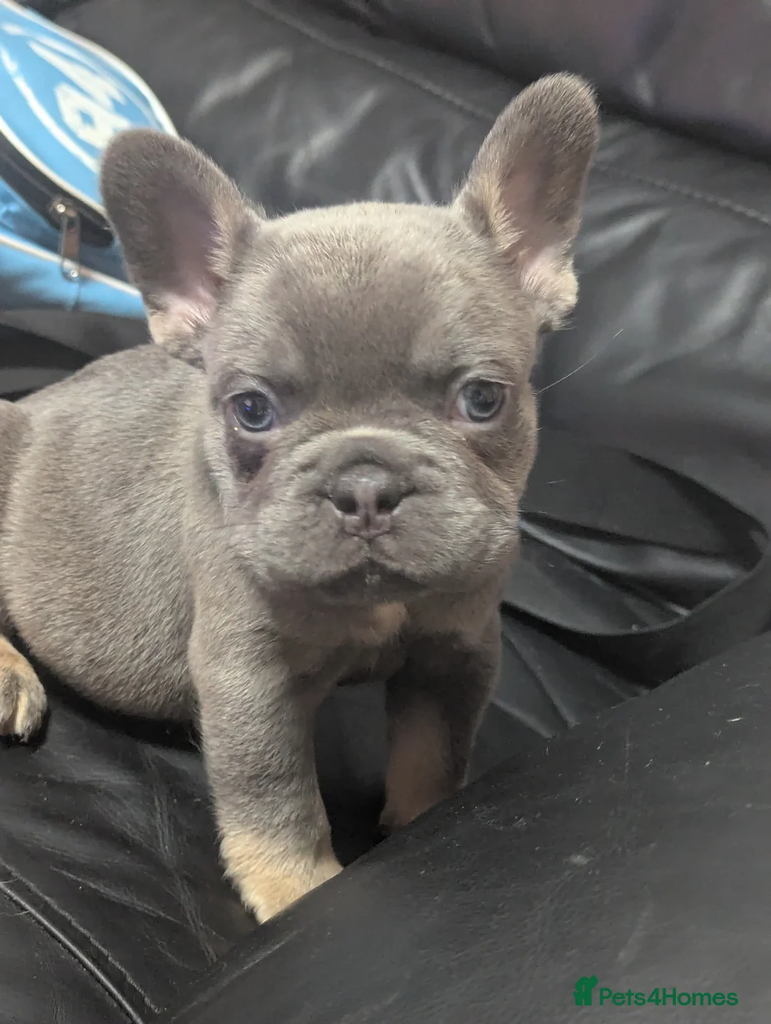 French Bulldog dogs for sale: Beautiful French Bulldog  - Advert 2
