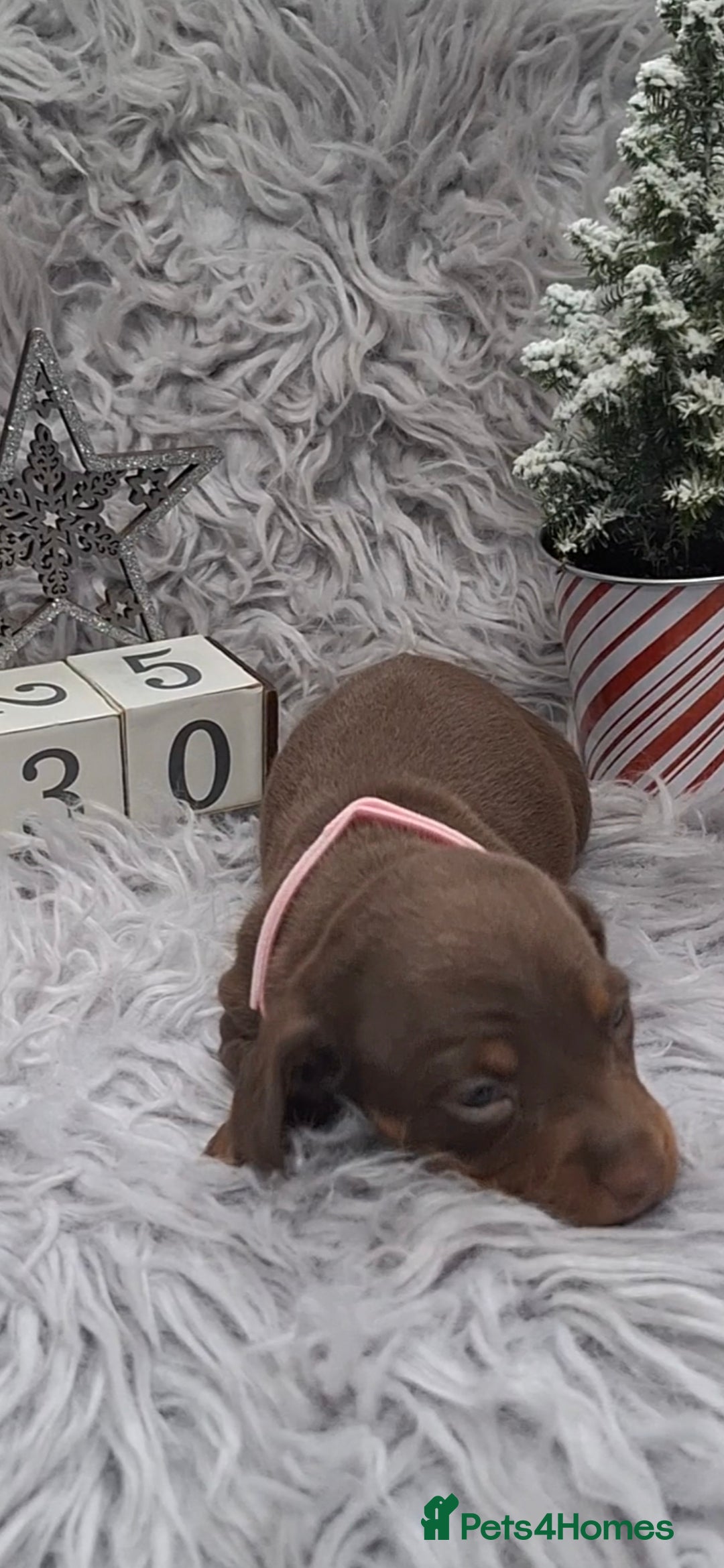 Miniature Dachshund dogs for sale: 5 miniature dachshunds - Advert 6