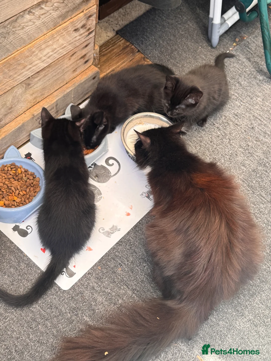 British Shorthair cats for sale: 3 Kitten’s  9 weeks old  - Advert 2
