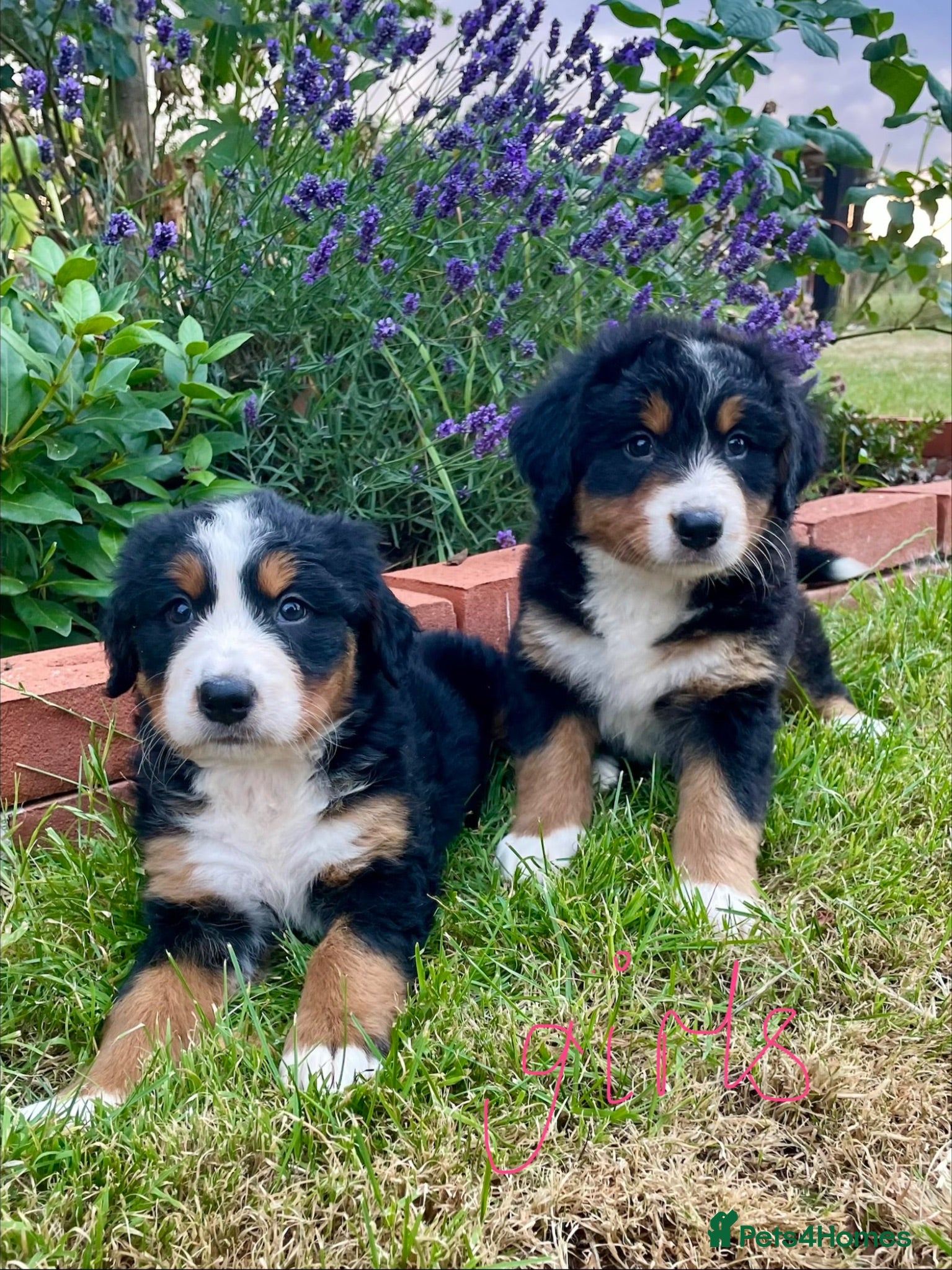 Bernese Mountain Dog dogs Bernese Mountain Dog Puppies - Advert 1