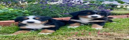 Bernese Mountain Dog dogs for sale: Bernese Mountain Dog Puppies - Advert 1