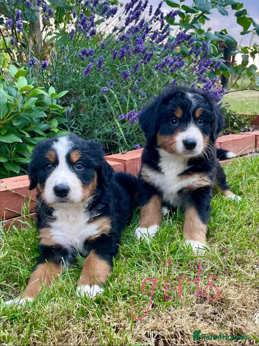 Bernese Mountain Dog dogs for sale: Bernese Mountain Dog Puppies - Advert 1