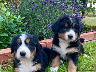Bernese Mountain Dog dogs Bernese Mountain Dog Puppies - Advert 5