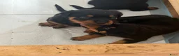 Rottweiler dogs for sale: Rottweiler puppy - Advert 7