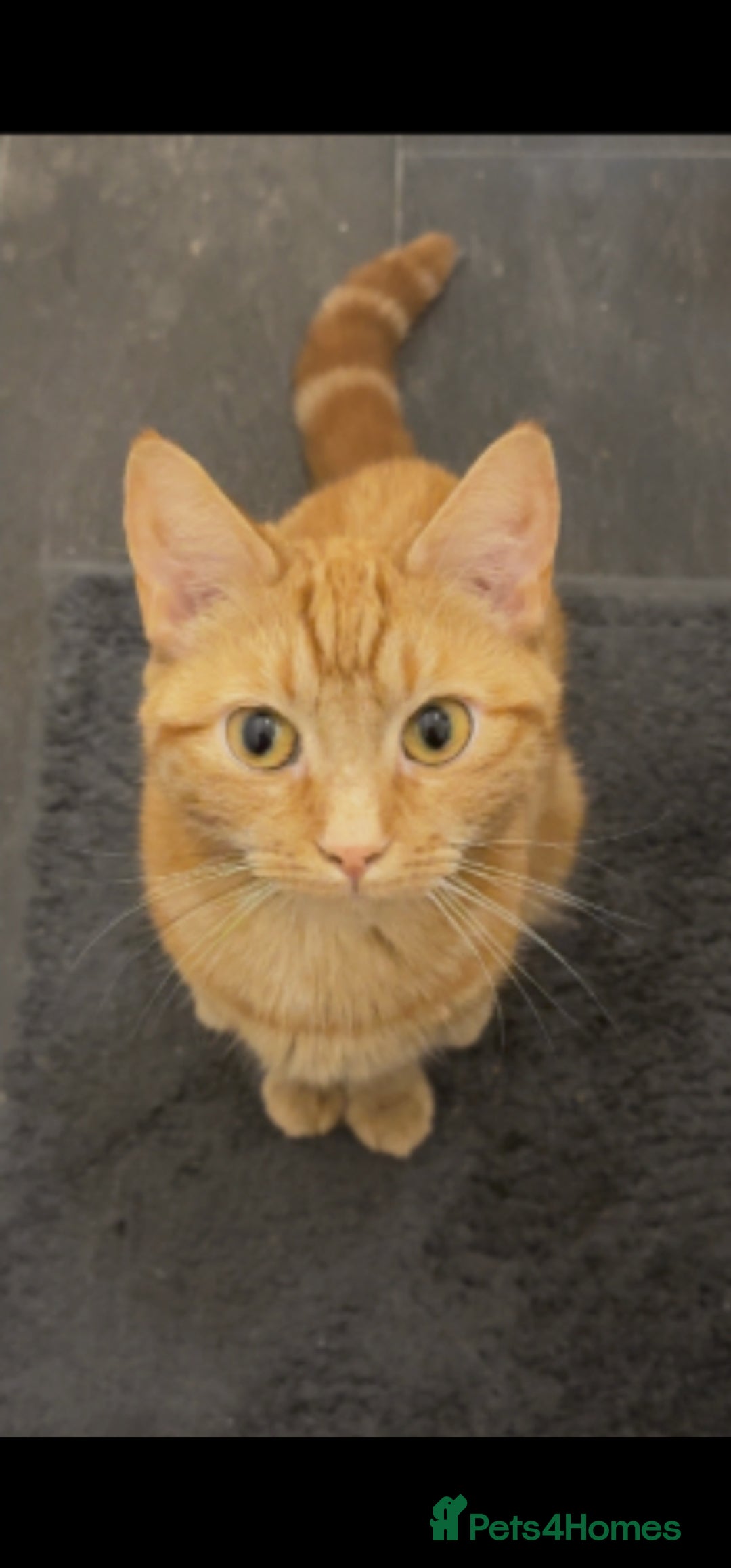 Mixed Breed cats for sale: Ginger female - Advert 1