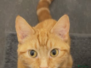 Mixed Breed cats Ginger female - Advert 1
