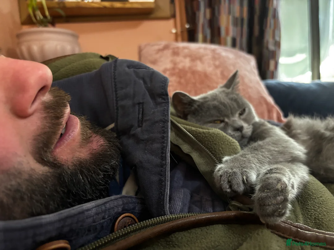 British Shorthair cats for sale: British short hair cross kittens  - Advert 18