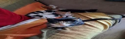 Mixed Breed cats for sale: 2 female black and white kittens available  in Walsall - Advert 2