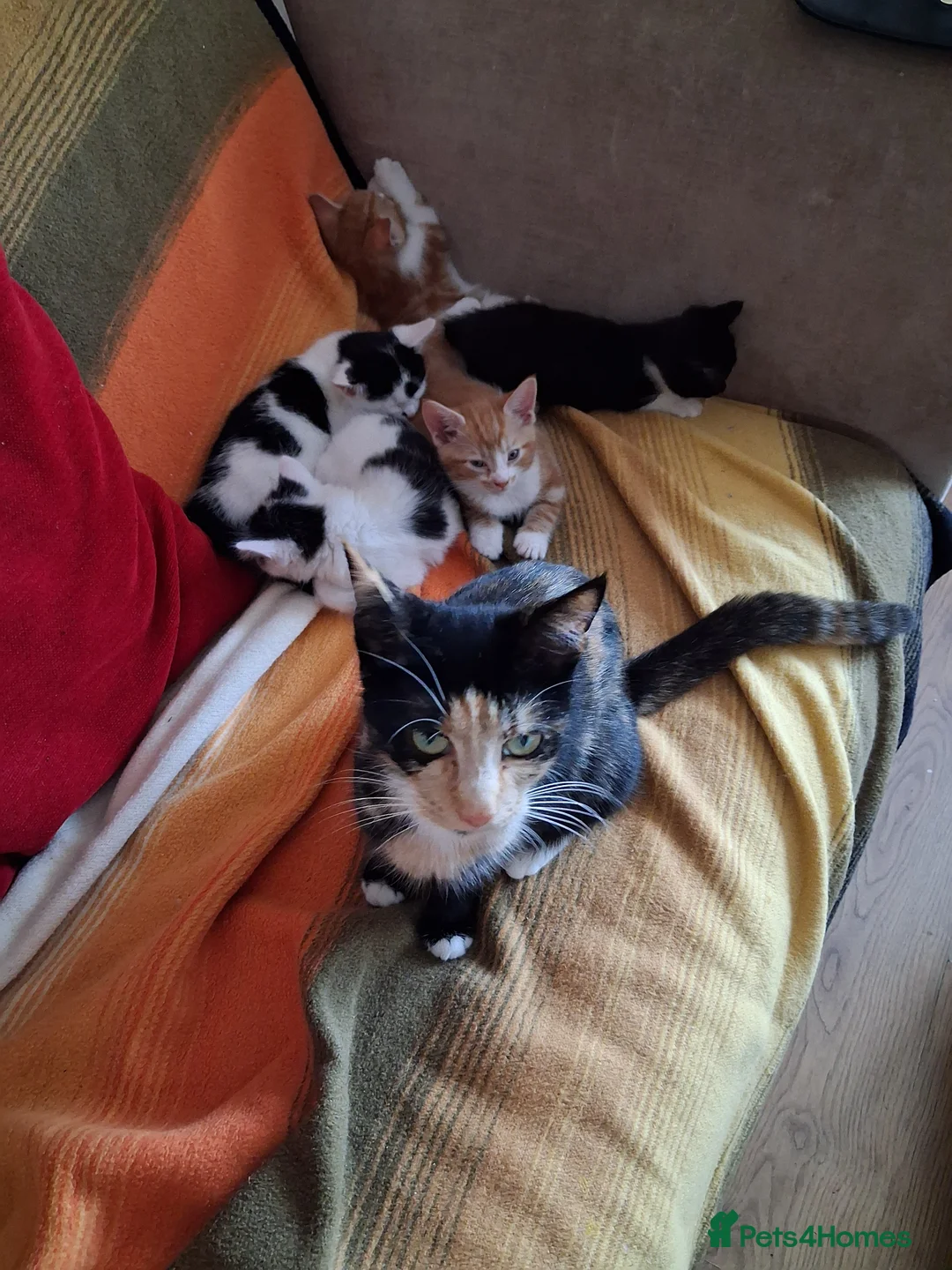 Mixed Breed cats for sale: 2 female black and white kittens available  in Walsall - Advert 2