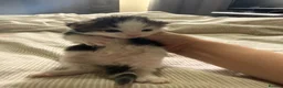 Mixed Breed cats for sale: 4 healthy kittens ready in the next upcoming weeks - Advert 16