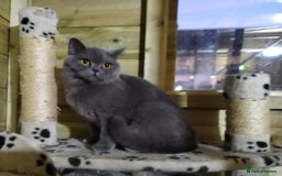 British Shorthair cats for sale: Gccf active registered blue BSH queen - Image 6