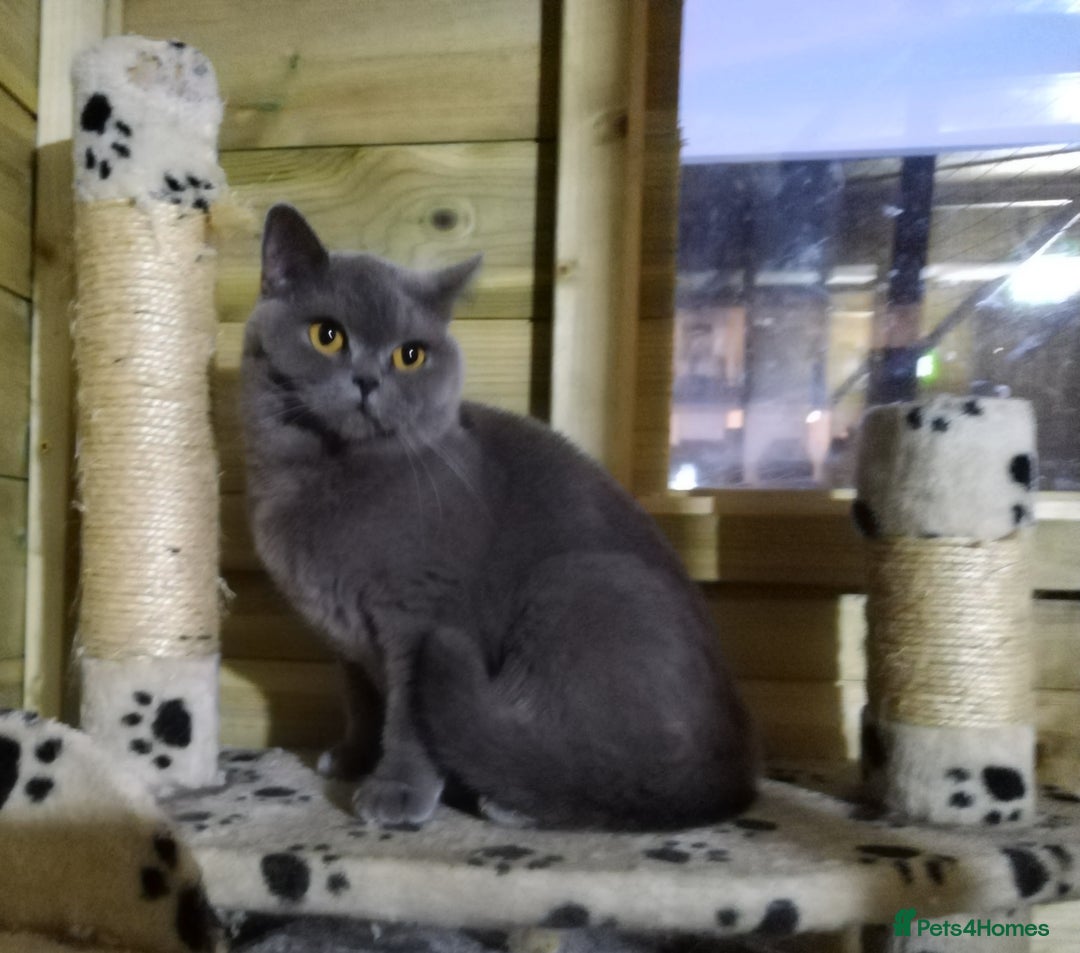 British Shorthair cats for sale: Gccf active registered blue BSH queen - Image 6