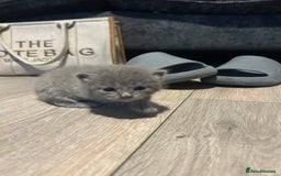 Persian cats for sale: Beautiful Persian kittens / 1 mixed breed  - Image 16
