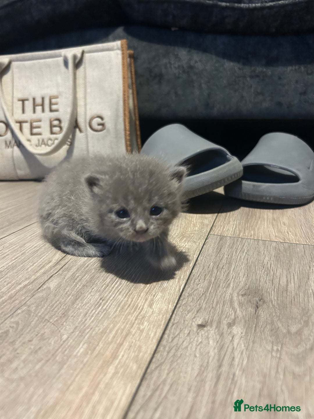 Persian cats for sale: Beautiful Persian kittens / 1 mixed breed  - Image 16