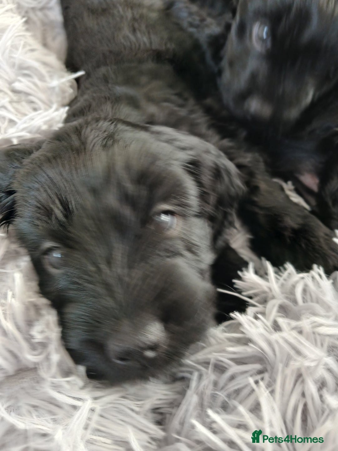 Cockapoo dogs for sale: Toy Cockapoo Puppies Looking for Loving Homes - Advert 18