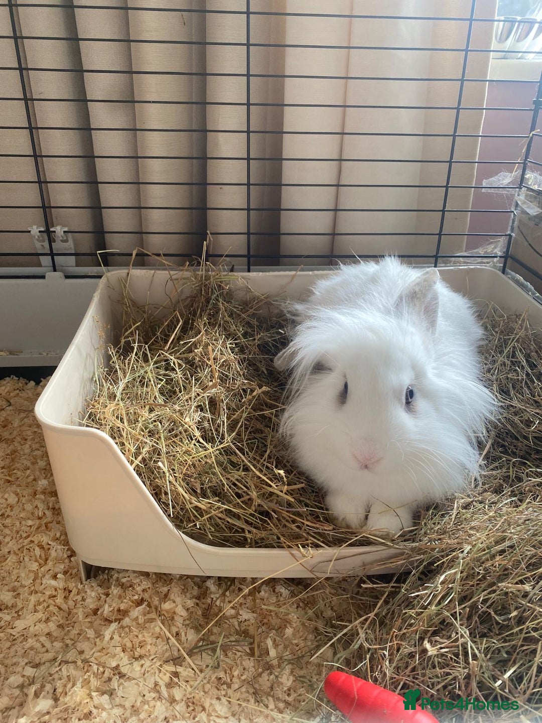 Mini Lion Lop rabbits for sale: Beautiful bunny  - Image 4