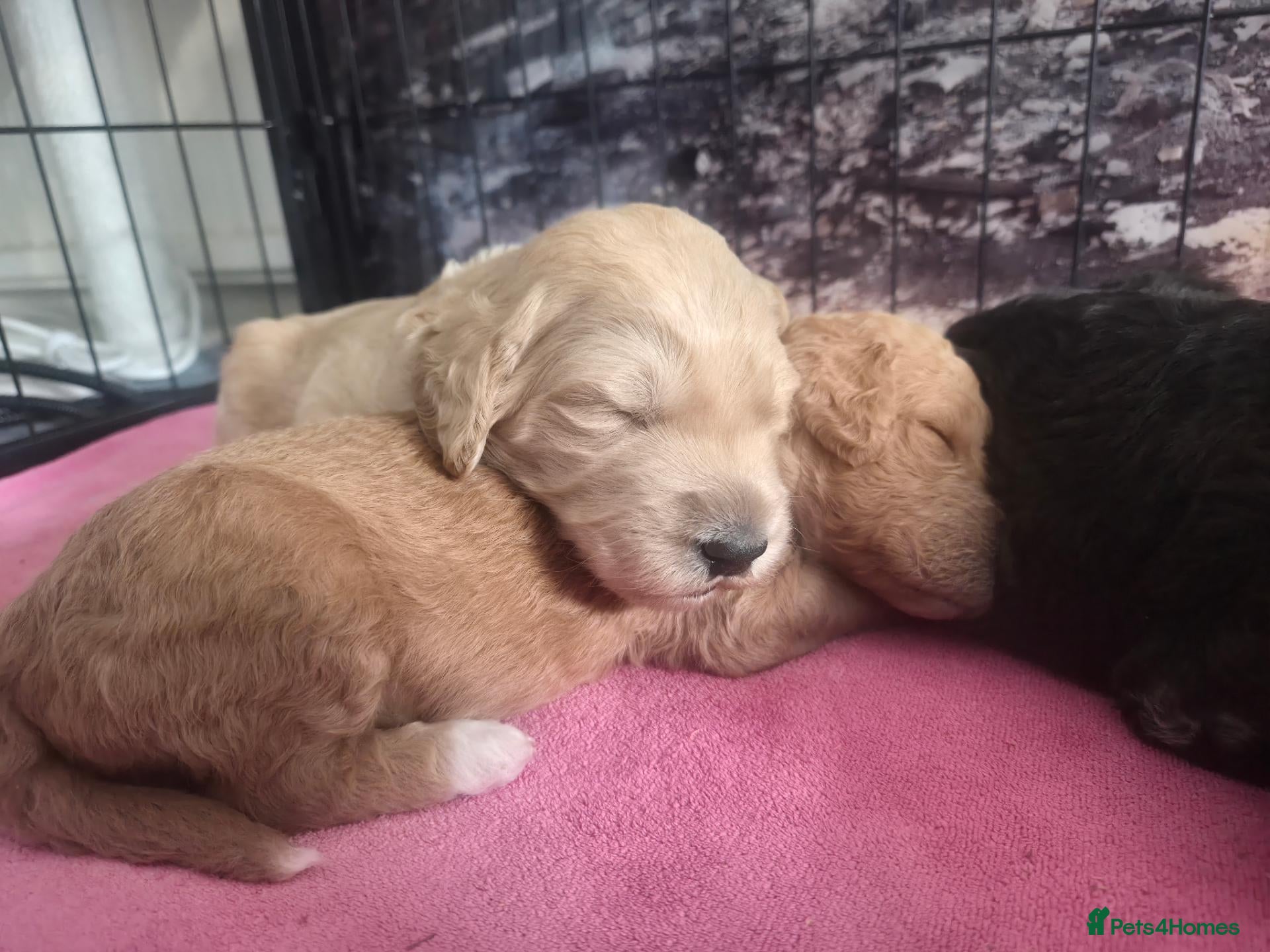 Mixed Breed dogs for sale: Australian Labradoodle x Goldendoodle Puppies - Advert 2