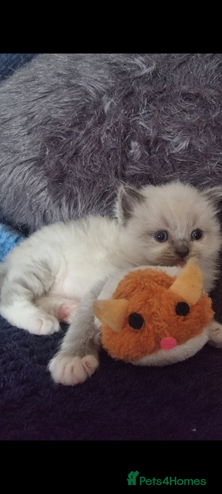 Ragdoll cats for sale: Ragdoll  - Advert 10