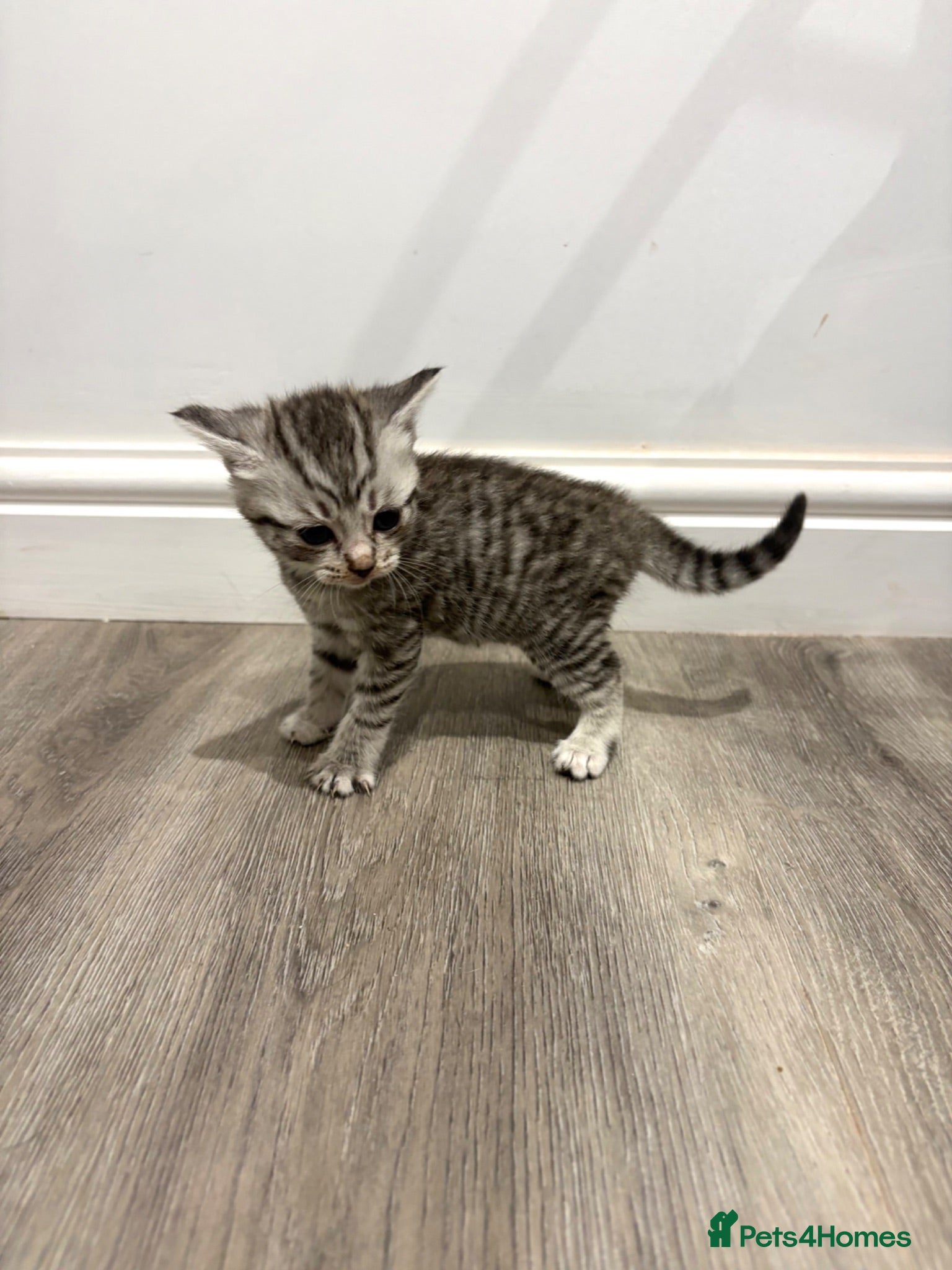 Mixed Breed cats Beautiful British Shorthair Cross Kittens  - Advert 1